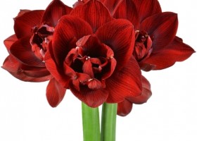 hippeastrum Velnym ® (1)